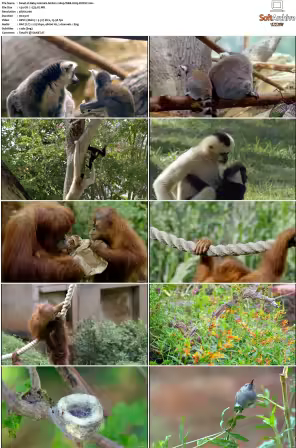 Baby Animals S01-S02 2160p WEB H265-BUSSY