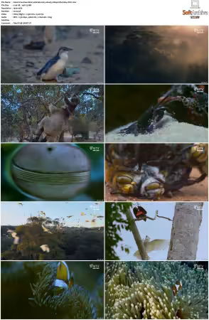 Extraordinary Animals 2025 S01 1080p HDTV H264-CBFM