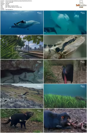 Extraordinary Animals 2025 S01 1080p HDTV H264-CBFM