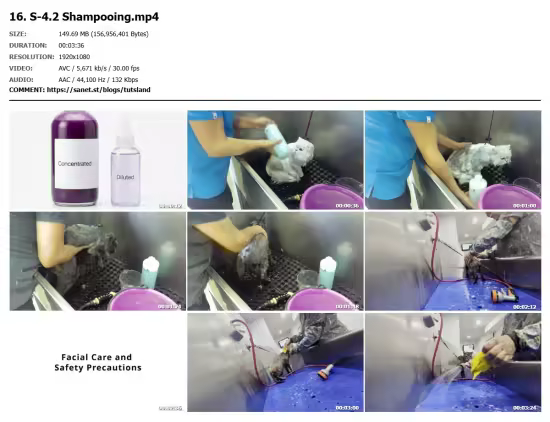 Professional Cat Grooming Masterclass: From Basics to Expert