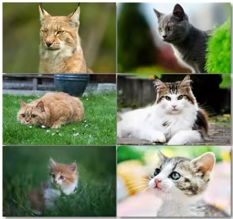 Cats #201