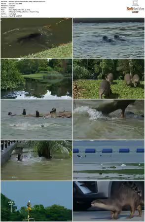 Uptown Otters S01 1080p WEB H264-CBFM