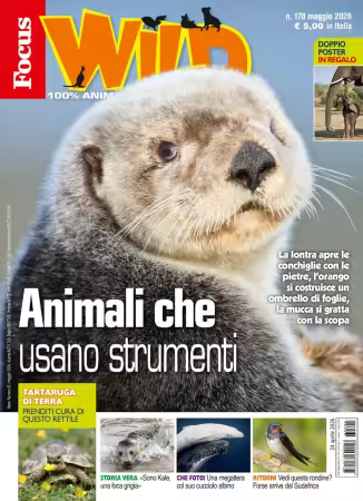 Focus Wild - Maggio 2026