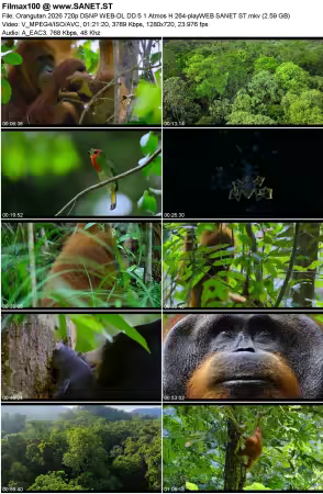 Orangutan 2026 720p DSNP WEB-DL DD5.1 Atmos H264-playWEB