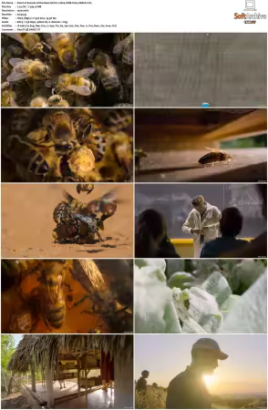 Secrets of the Bees S01 1080p WEB-DL DDP5.1 H264-GRACE