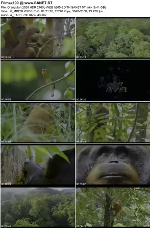 Orangutan 2026 HDR 2160p WEB h265-EDITH