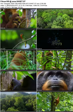 Orangutan 2026 720p WEB H264-AFO