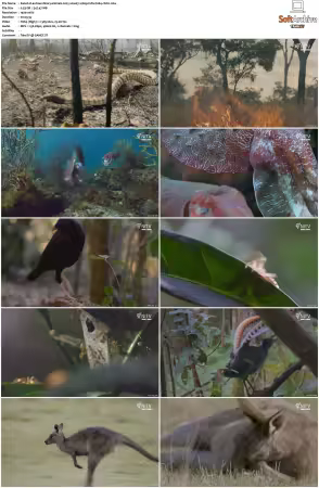 Extraordinary Animals 2025 S01 1080p HDTV H264-CBFM