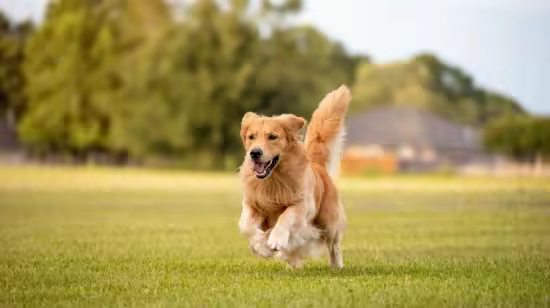 4-week Challenge: Reliable Recall (Dog Training)