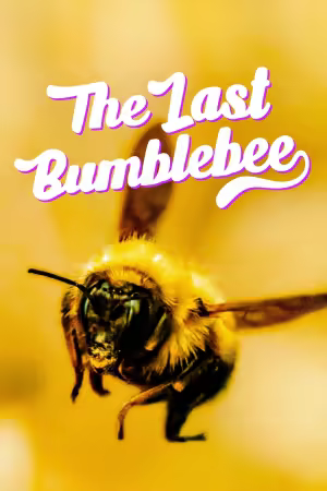 The Last Bumblebee 2024 1080p AMZN WEB-DL DD2.0 H264-playWEB