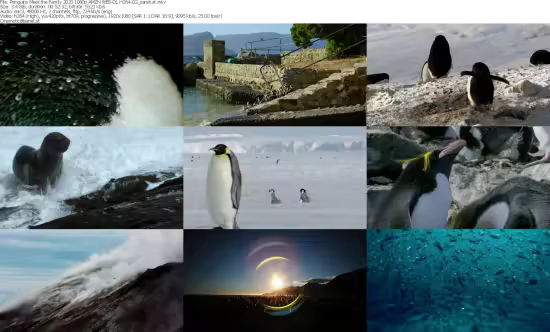 Penguins Meet the Family 2020 1080p AMZN WEB-DL H264-CG