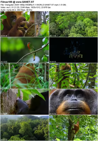 Orangutan 2026 1080p WEBRip 5.1-WORLD