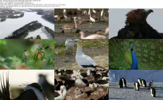 Planet of the Birds 2018 1080p WEB H264-SHIIIT