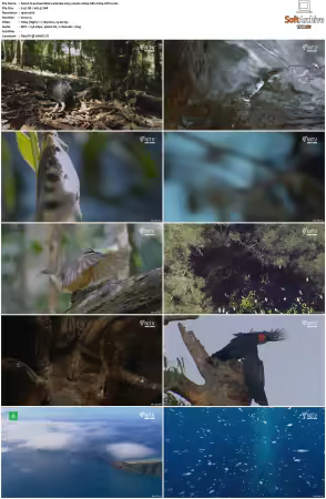 Extraordinary Animals 2025 S01 1080p HDTV H264-CBFM