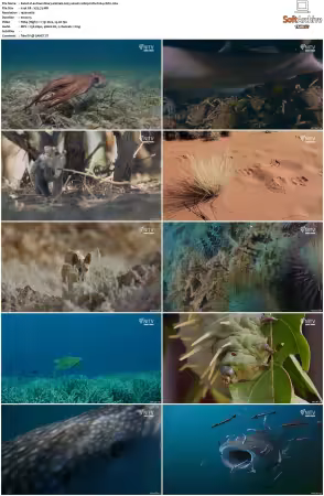 Extraordinary Animals 2025 S01 1080p HDTV H264-CBFM