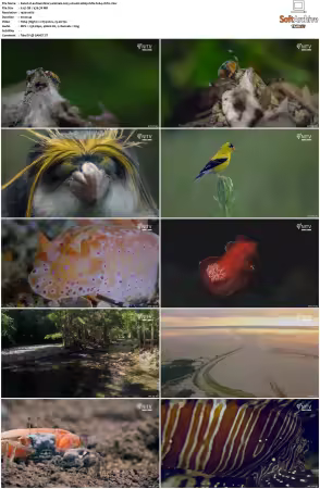 Extraordinary Animals 2025 S01 1080p HDTV H264-CBFM