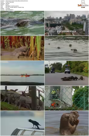 Uptown Otters S01 1080p WEB H264-CBFM