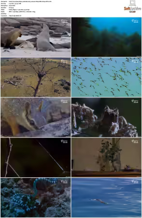 Extraordinary Animals 2025 S01 1080p HDTV H264-CBFM