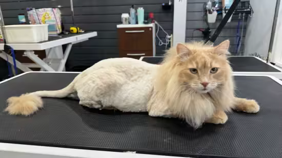 Professional Cat Grooming Masterclass: From Basics to Expert