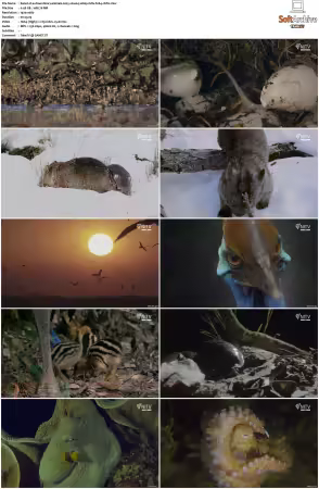 Extraordinary Animals 2025 S01 1080p HDTV H264-CBFM