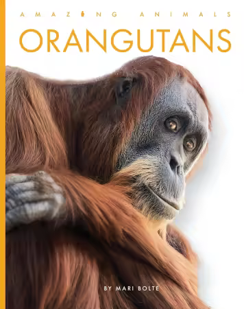 Orangutans (Amazing Animals)
