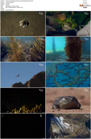 Extraordinary Animals 2025 S01 1080p HDTV H264-CBFM