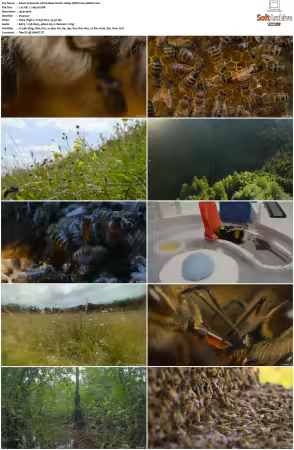 Secrets of the Bees S01 1080p WEB-DL DDP5.1 H264-GRACE