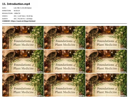 Foundations of Plant Medicine