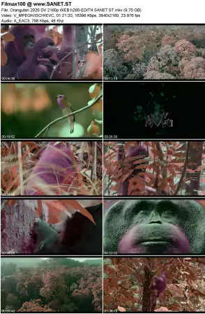 Orangutan 2026 DV 2160p WEB h265-EDITH