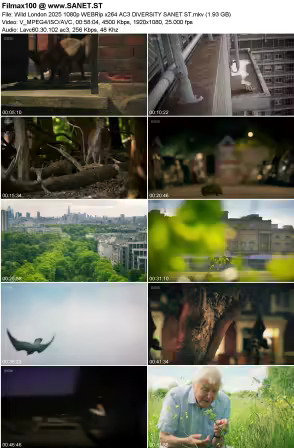 Wild London 2025 1080p WEBRip x264 AC3 DiVERSiTY