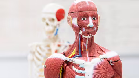 Human Anatomy For Medical Coding, Billing &amp; Healthcare Rcm