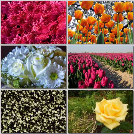 Flower Wallpaper Part 525