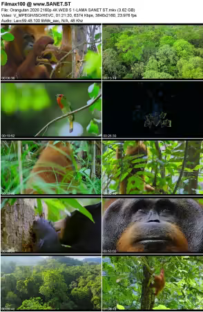 Orangutan 2026 2160p 4K WEB 5.1-LAMA