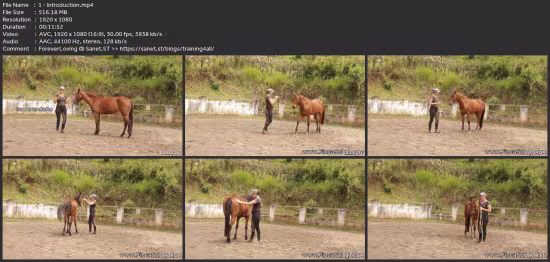 Horse Psychology: From Fear To Curiosity