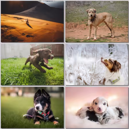 Dogs #145