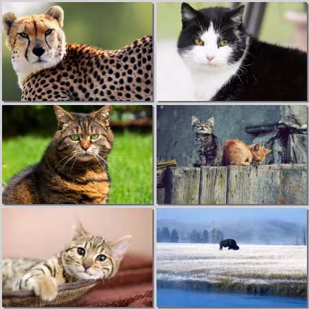 Animal World Wallpaper Part 813