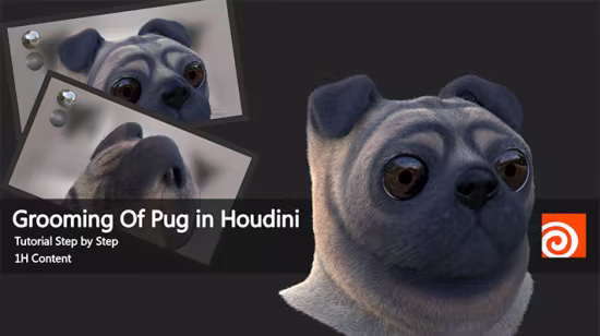 Grooming of Pug in Houdini