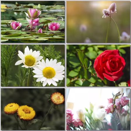 Flower Wallpapers Part 529