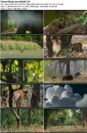 Tigres 2024 DOC VOSTFR 1080p WEB H264-FW