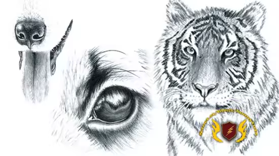 How to Draw Animal Portraits for Beginners