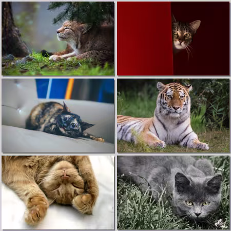 Cats #178