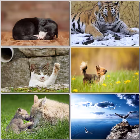 Animal World Part 809