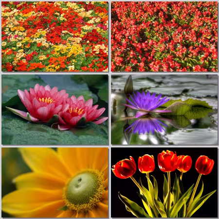 Flower Wallpaper Part 526