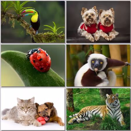 Animal World Part 808
