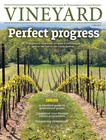 Vineyard - June 2026