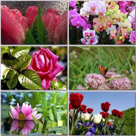 Flower wallpapers Part 528