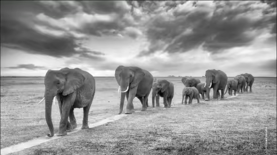 On Safari