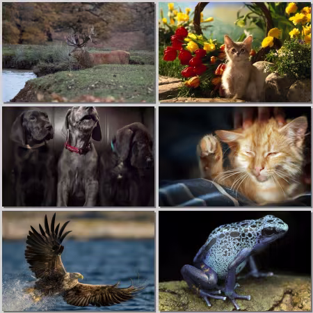 Animal World Wallpaper Part 816