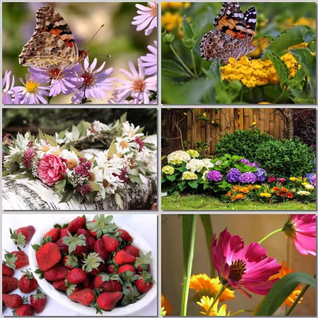 Flower Wallpaper Part 521