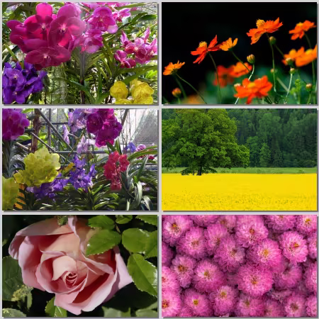 Flower Wallpaper Part 524